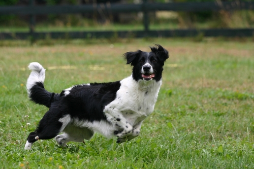 Dog jumping in field