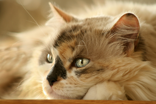 grey and tan cat