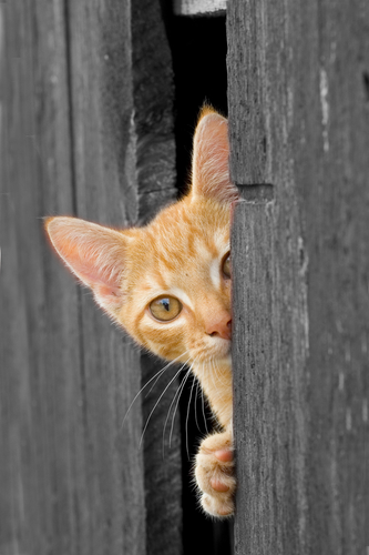 Orange kitten peeking through boards