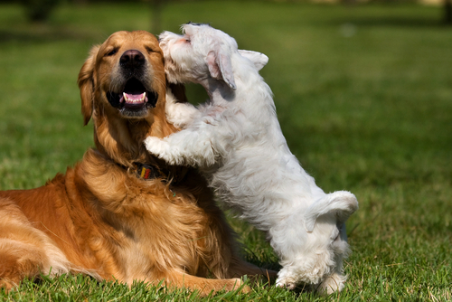 Little white dog licking big brown dog in field
