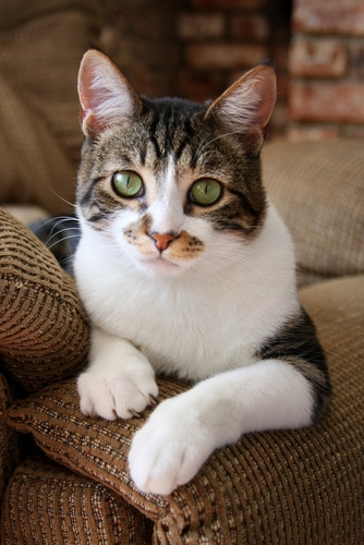 Cat on couch