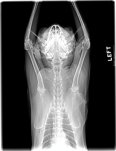 Advanced Digital X-Rays