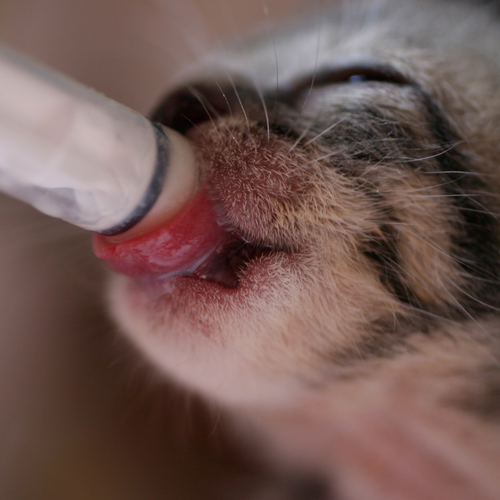 Kitten being bottle fed