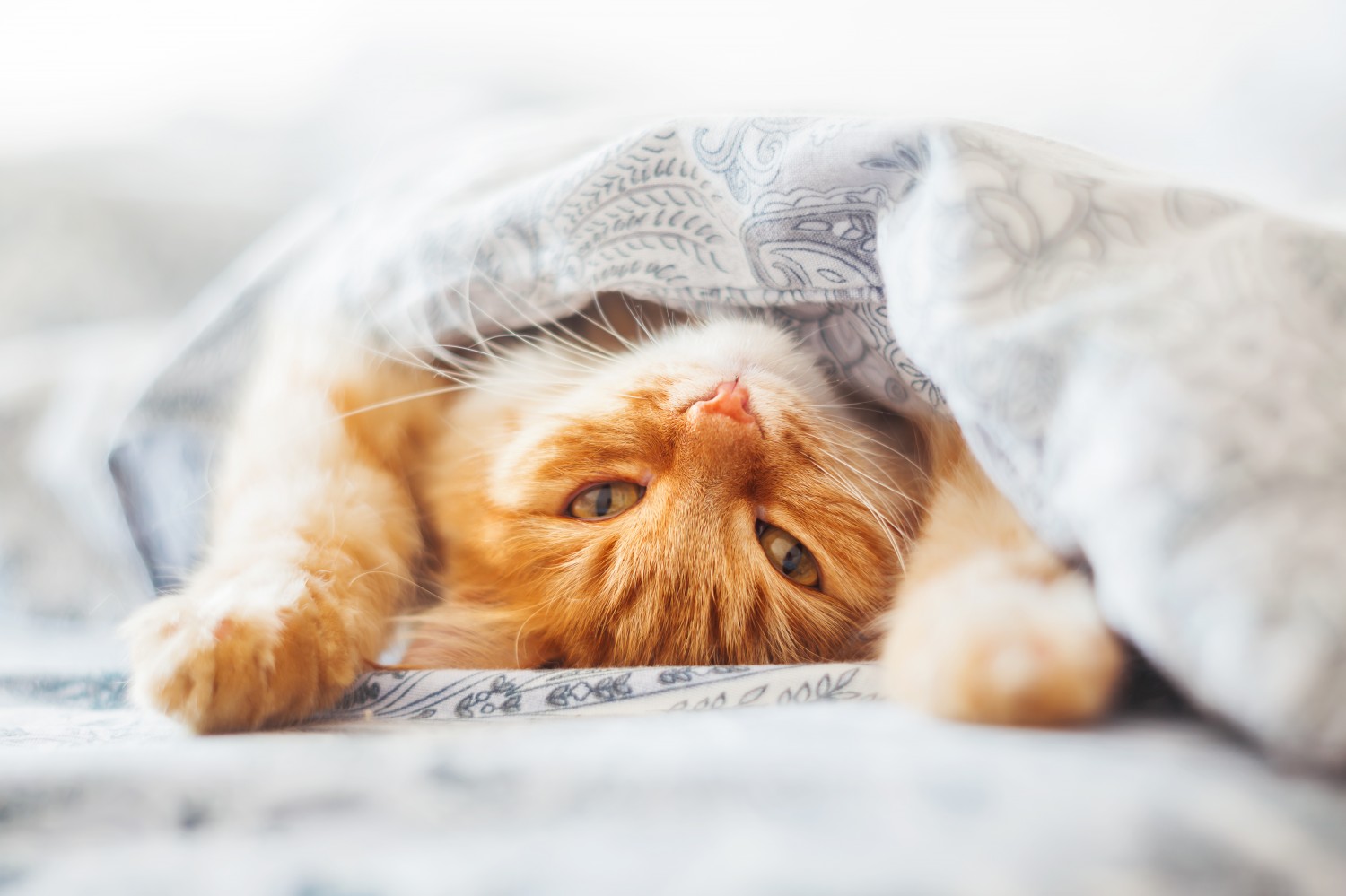 Orange cat in blanket