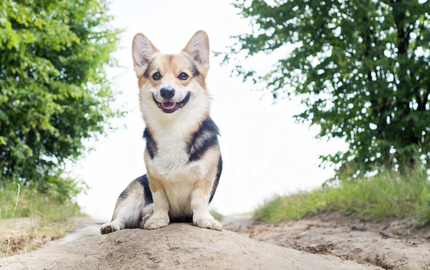 Dog on mount of dirt