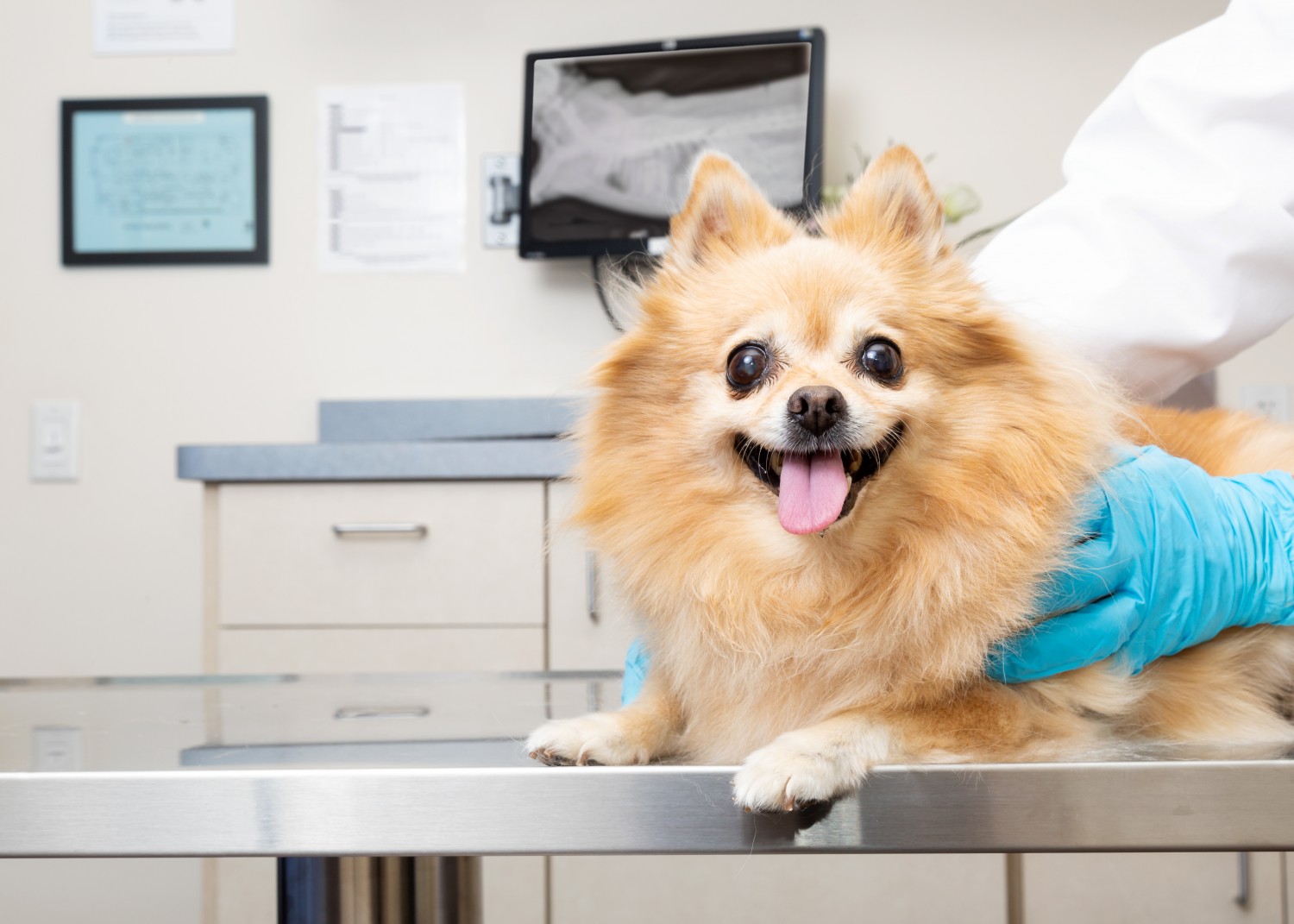 Vet tech using microscope