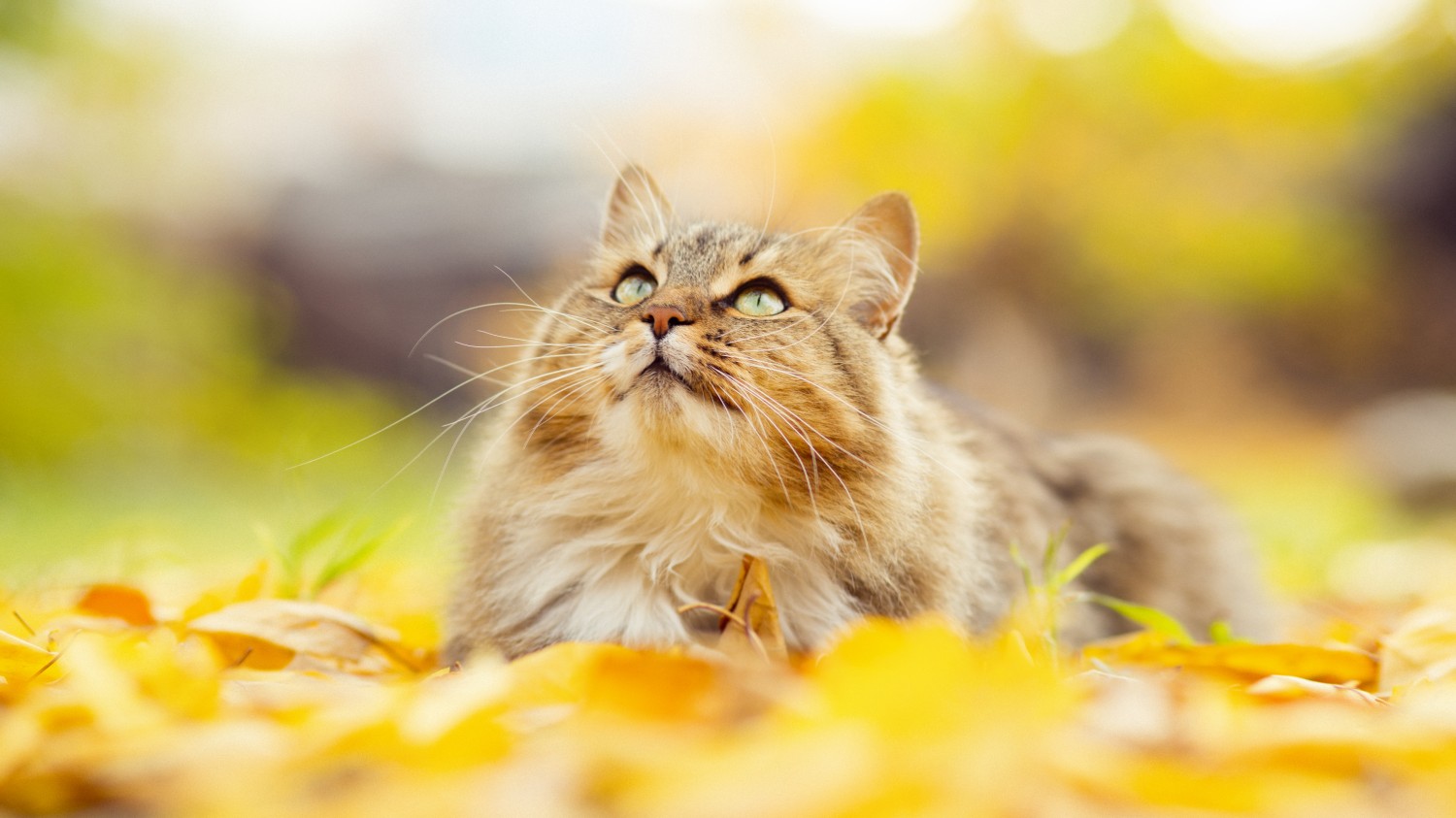 Cat in leaves