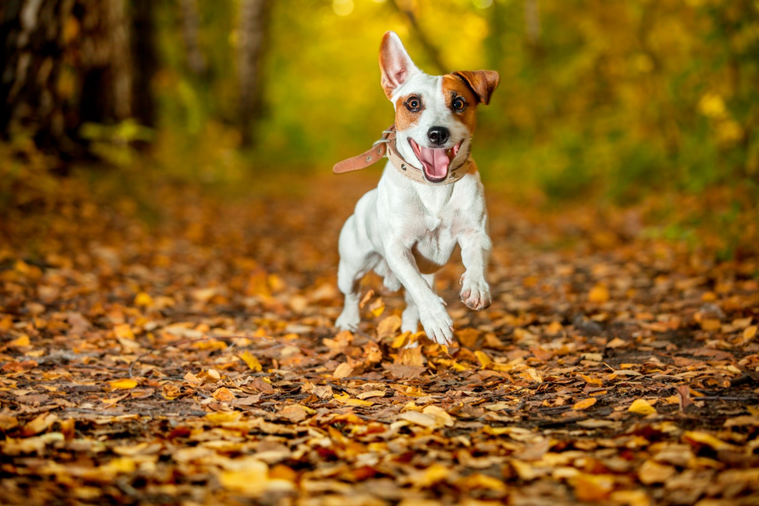 Dog running in leaves