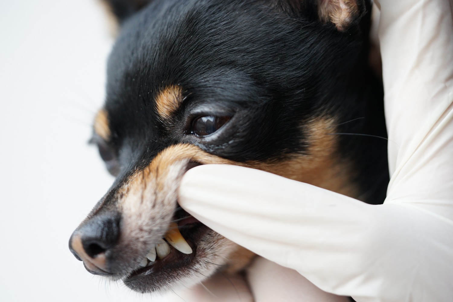 Dog with vet looking at teeth