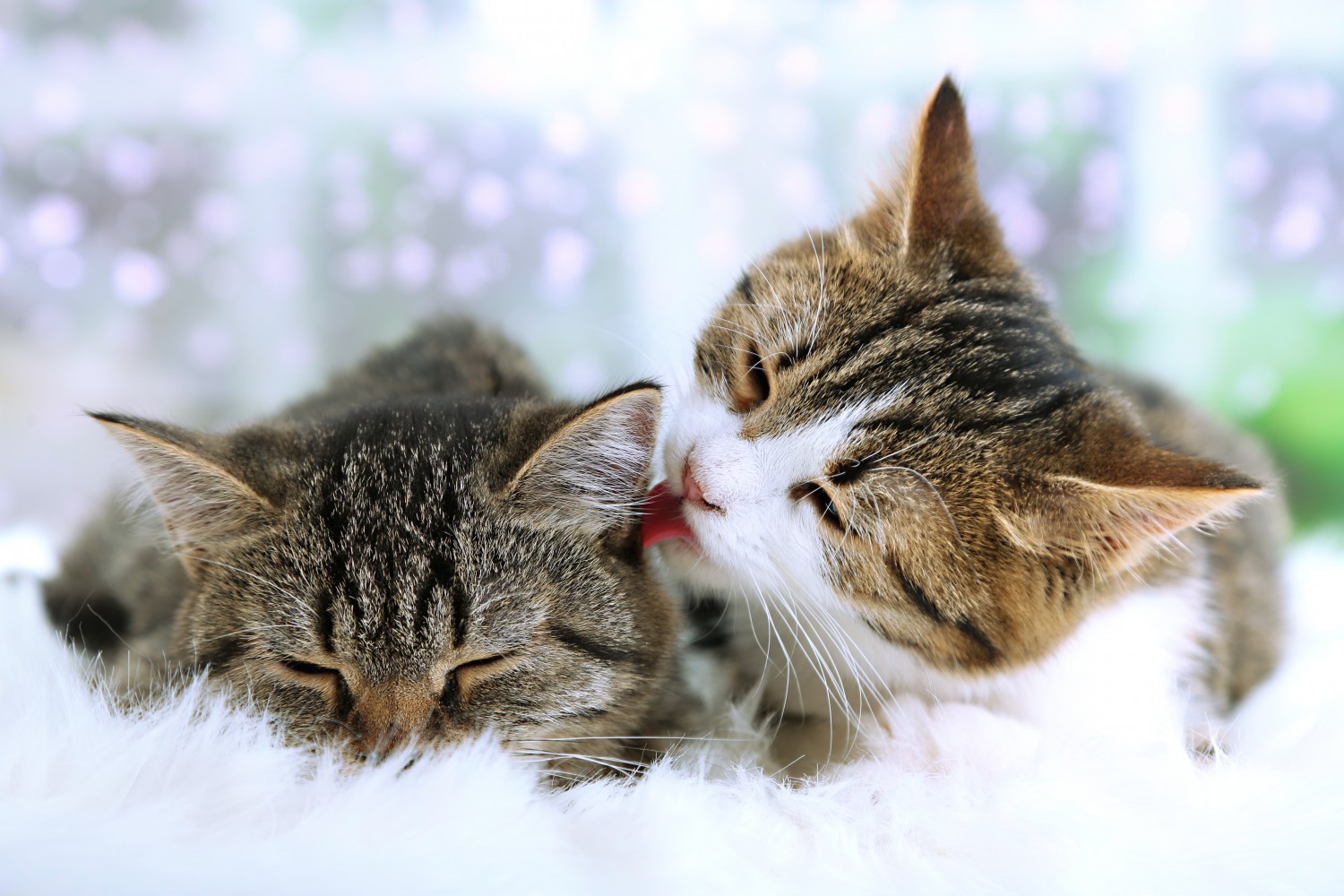 Kittens licking each other