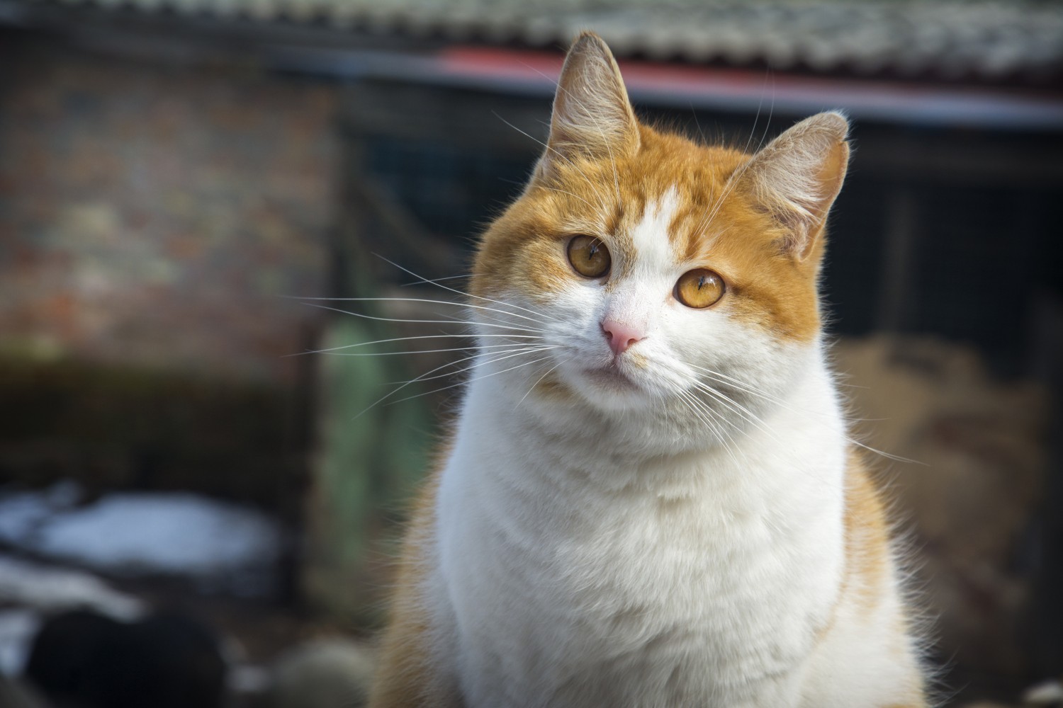 White and orange cat