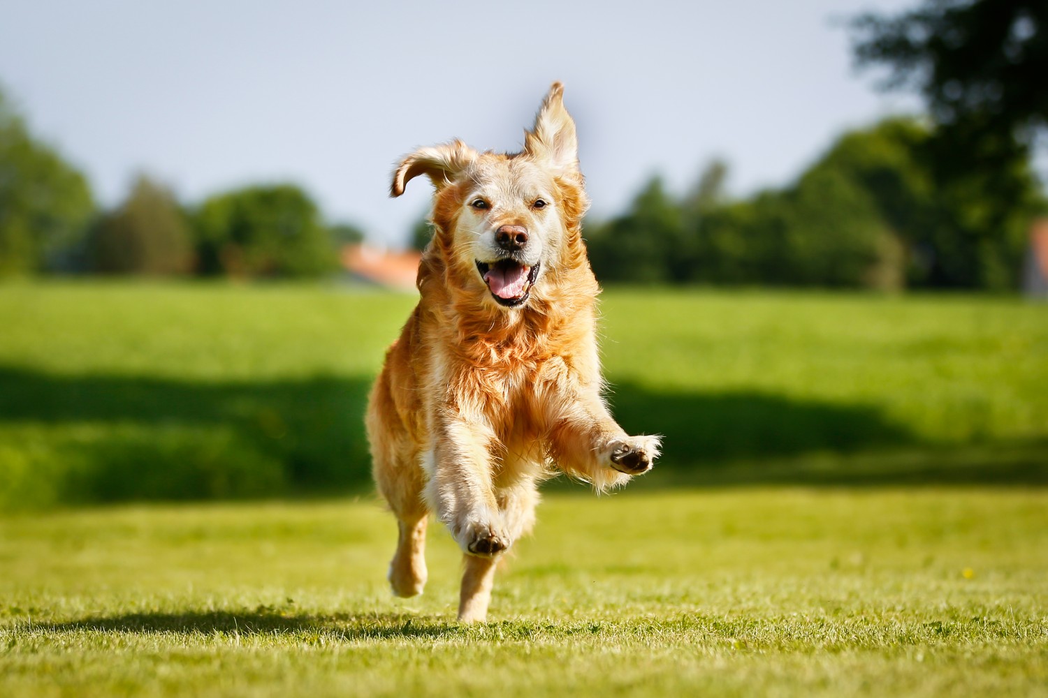 Golden Retriever running in field