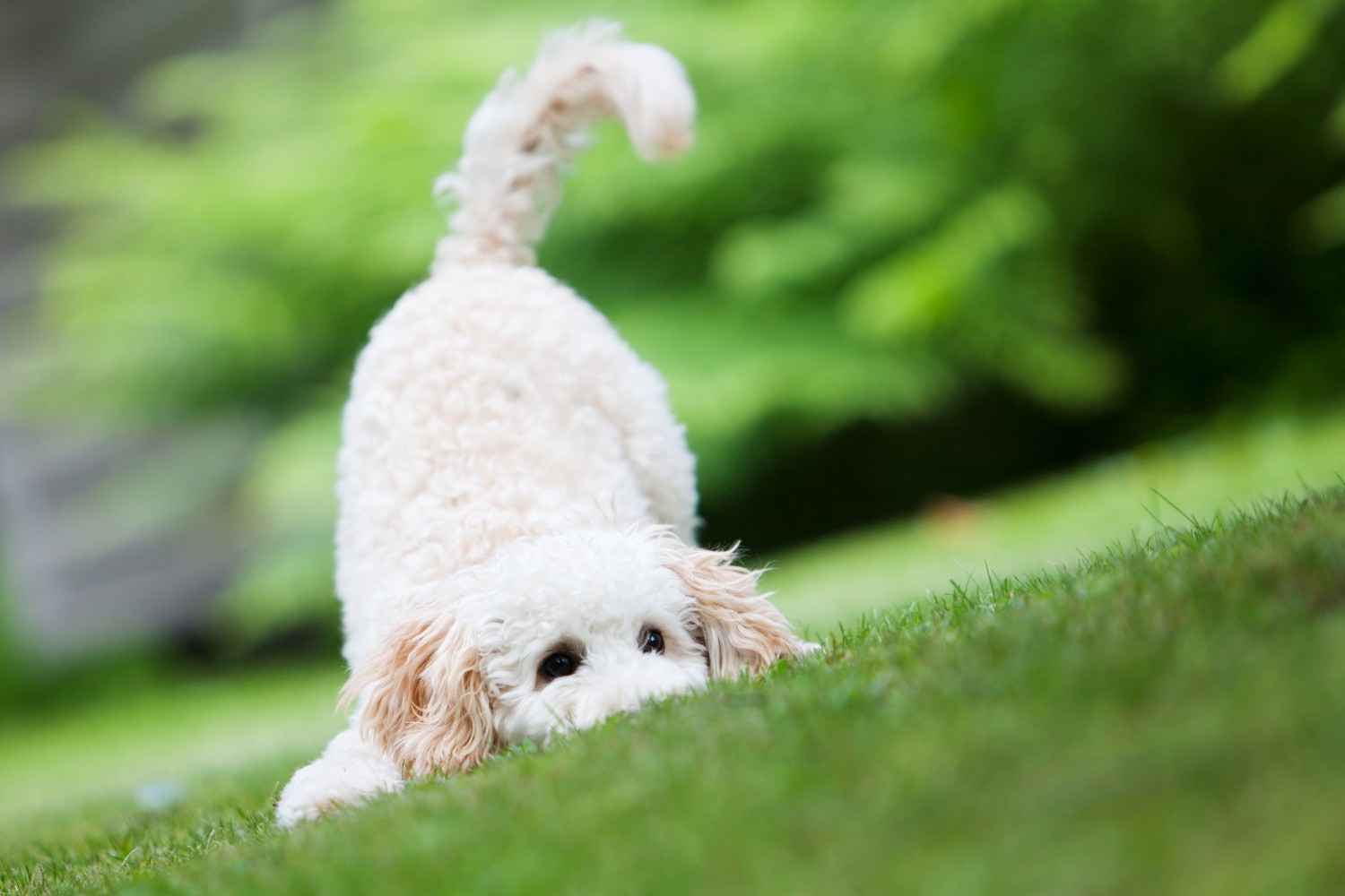 White dog playing in grass