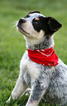 Puppy with red bandana around neck