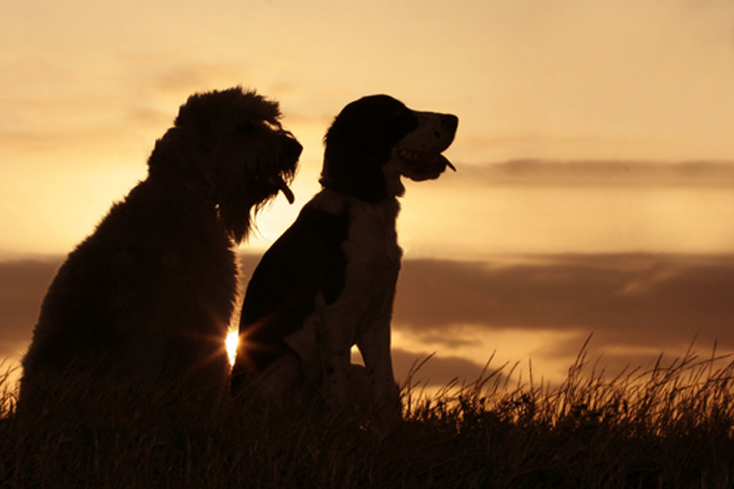 Two Dogs at Sunset
